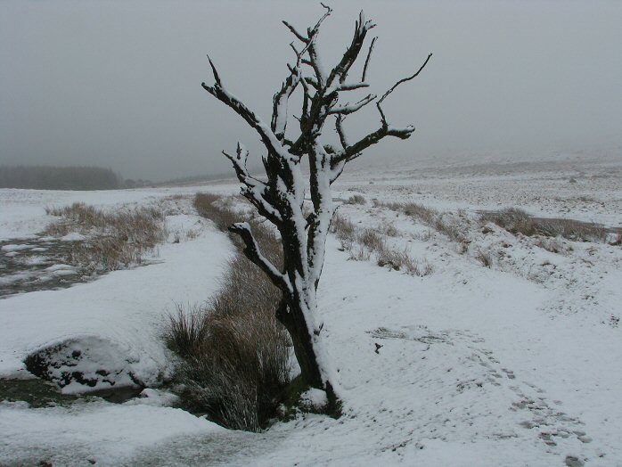 Snow, Walkhampton Common, Dartmoor