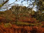 Down Tor, Dartmoor