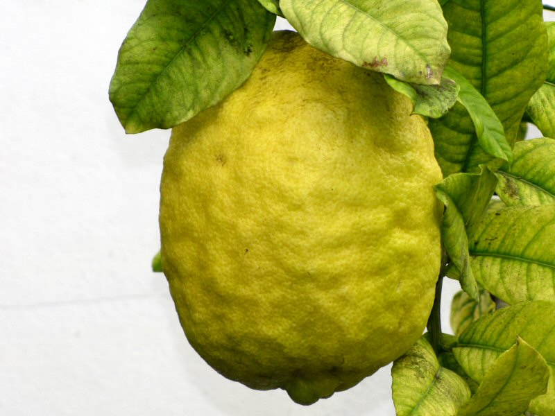 Citron -  Mediterranean Biome