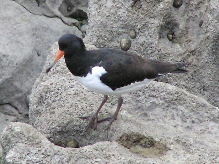 Oyster Catcher, Plymouth Hoe
