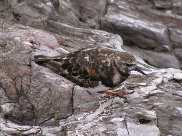 Turnstone, Plymouth Hoe