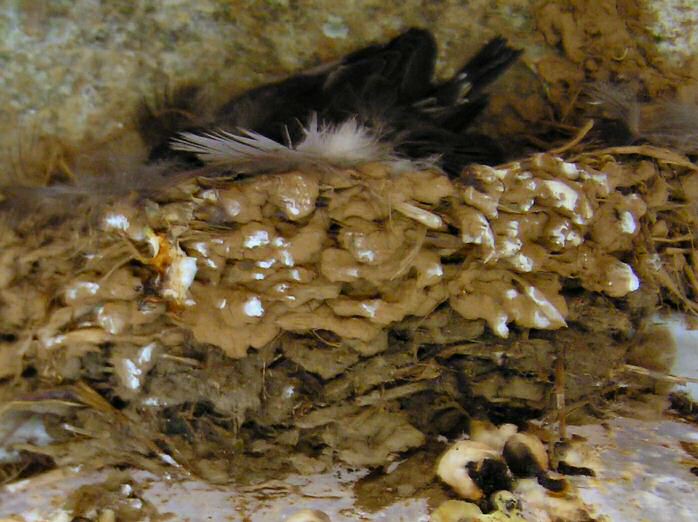 Swallow nest, Cothele House