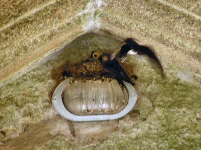 Swallows feeding, Cothele House