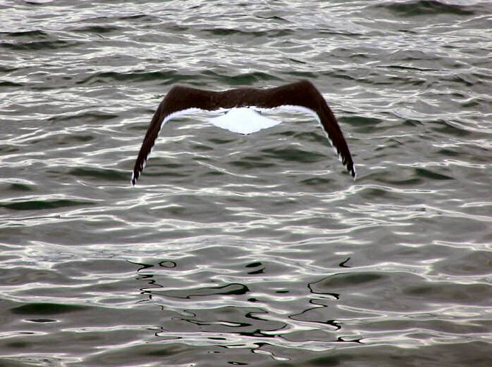 Great Black-backed Gull, Plymouth Sound, Devon