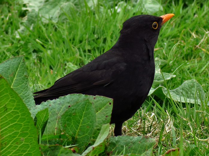 Blackbird Menu