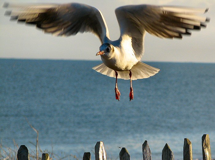 Black-headed Gull