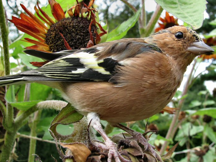 Chaffinch - getting up close!