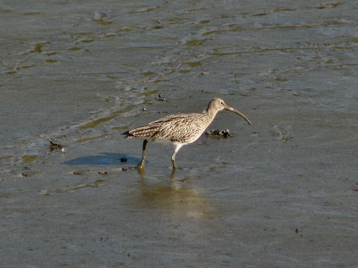 Curlew, Bowcombe Creek