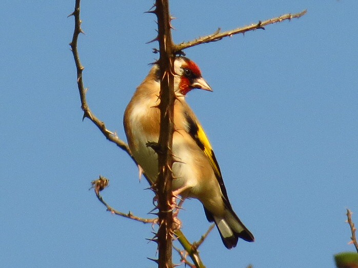 Goldfinches - Hannafore, near Looe, Cornwall