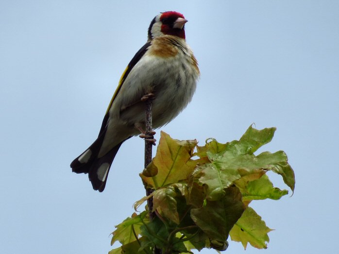 Goldfinch, Slapton Ley