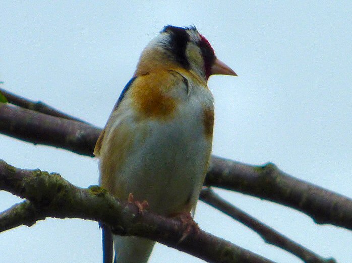 Goldfinch, Garden