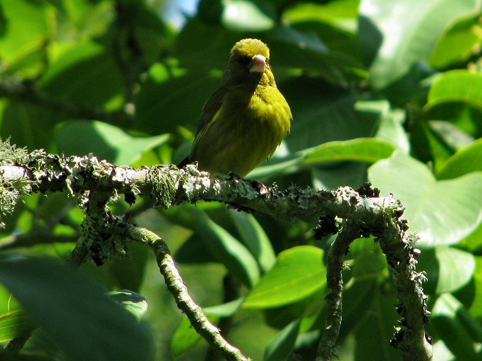 Greenfinch - Overbeck's
