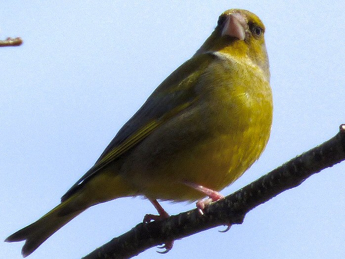 Greenfinch - Overbeck's