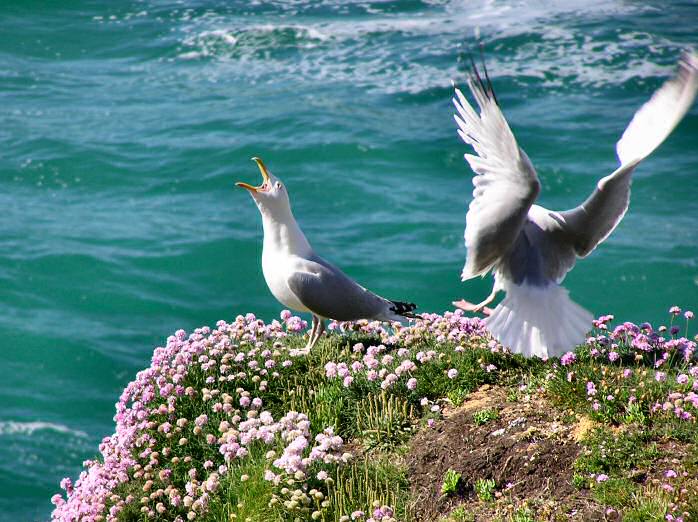 Herring Gulls, Glebe Cliffs, Cornwall