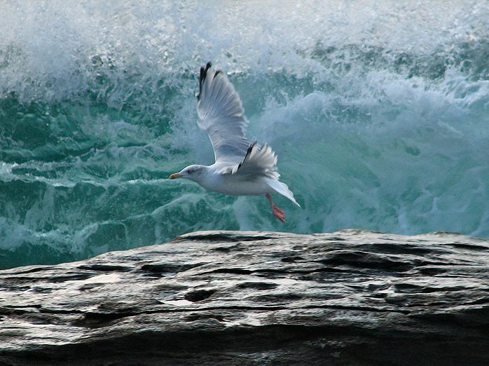 Herring Gull - Trebarwith Strand, Cornwall