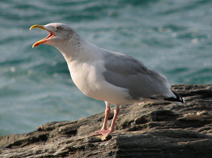 Herring Gull - Trebarwith Strand, Cornwall