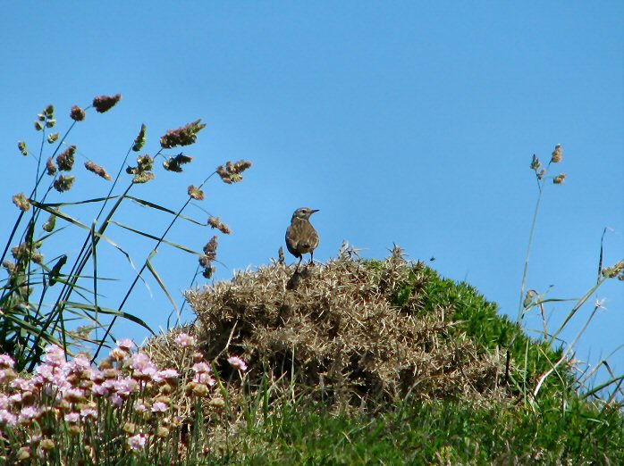 Meadow Pipit, Glebe Cliffs, North Cornwall