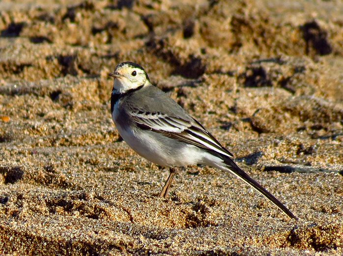 Pied Wagtail, Slapton Sands