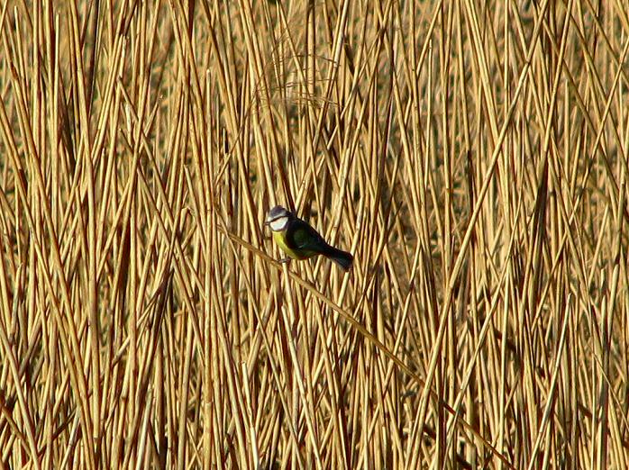 Blue Tit - Reed Bed