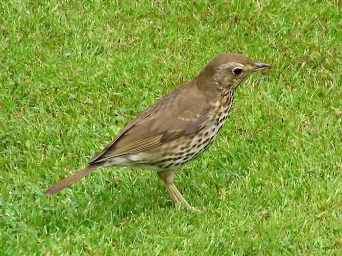 Song Thrush - Cotehele Gardens