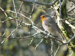 Robin - Burrator, Dartmoor