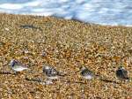 Sanderling, Slapton Sands