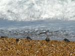 Sanderling, Slapton Sands