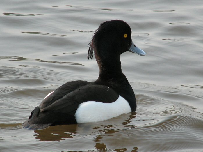 Tufted Duck - Male, Slapton Ley