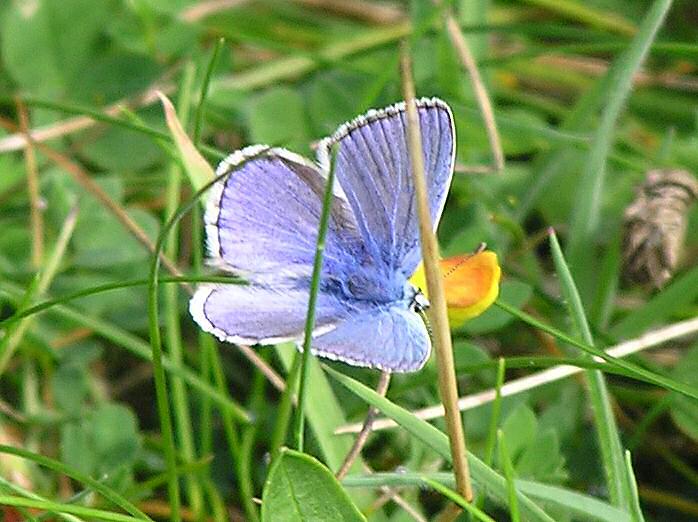 Common Blue, Glebe, Cornwall