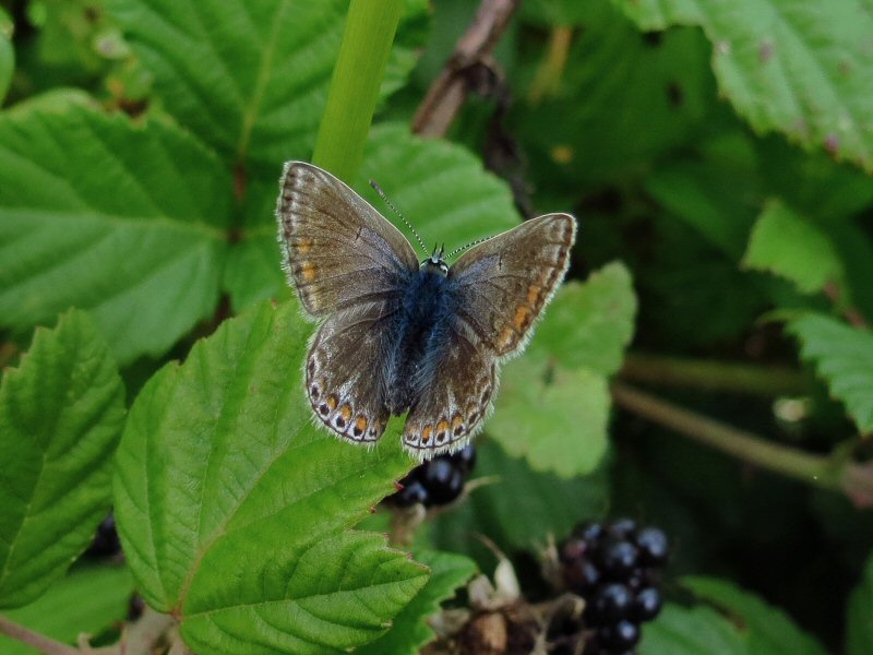 Common Blue (Female) - Rame, Cornwall