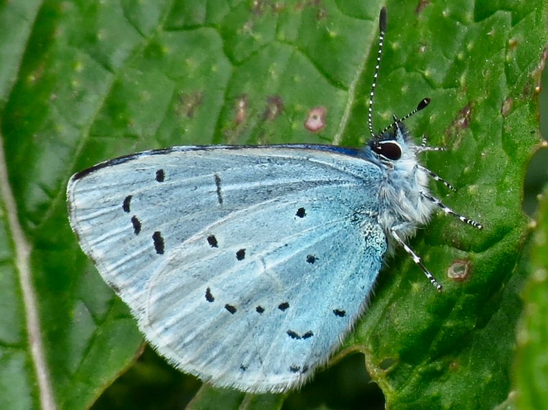 Holly Blue - Whitsands