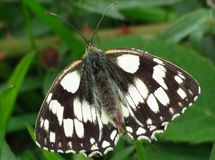 Marbled White, Penlee Point