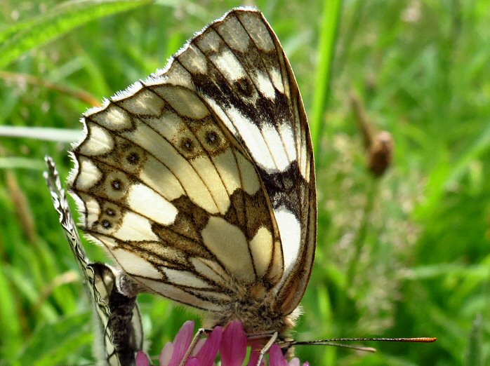 Marbled White, Penlee Point