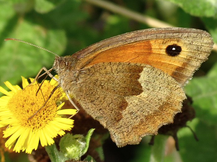 Meadow Brown, Wembury, Devon