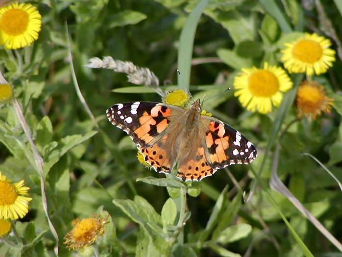 Painted Lady, Bedruthan Steps
