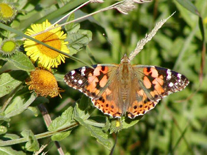 Painted Lady, Plymouth Hoe