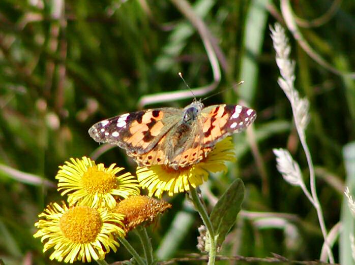 Painted Lady, Bedruthan Steps, Cornwall