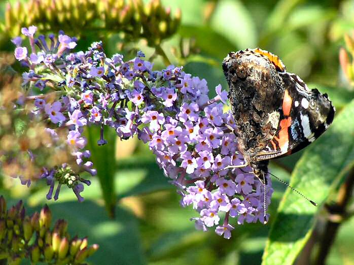 Red Admiral, Plymouth Hoe