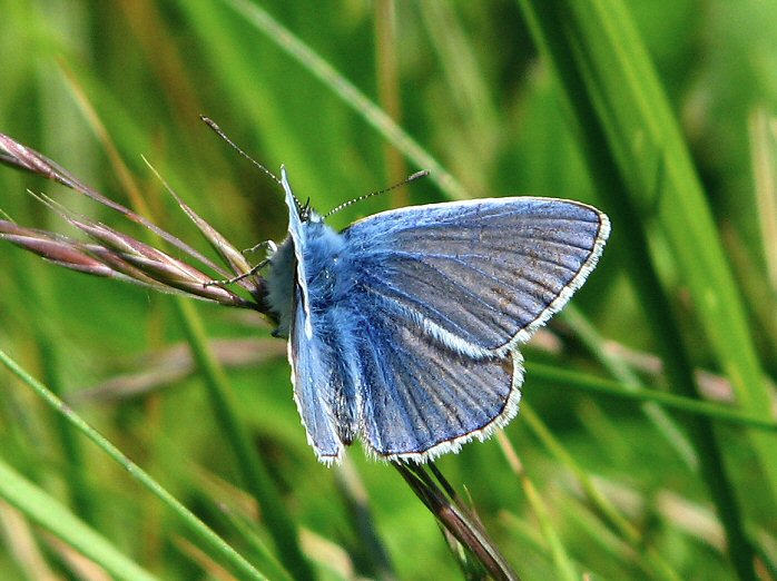 Common Blue - Slapton Ley