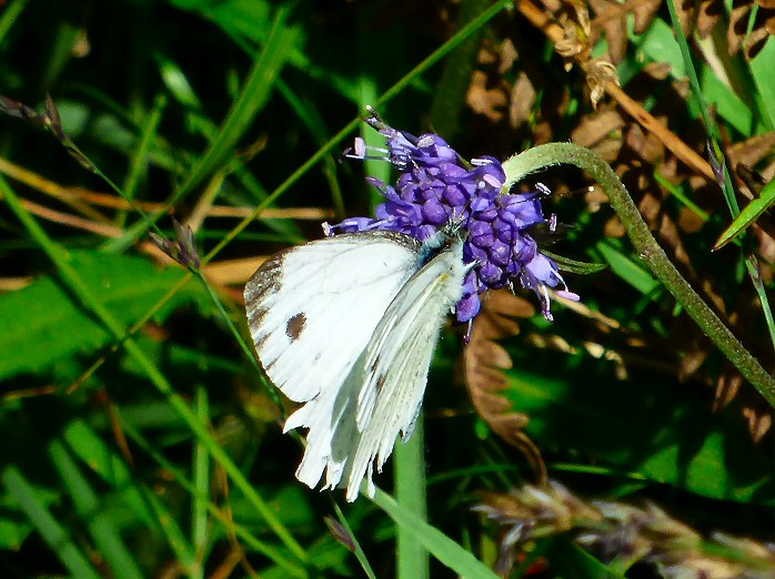 Small White, Dartmoor