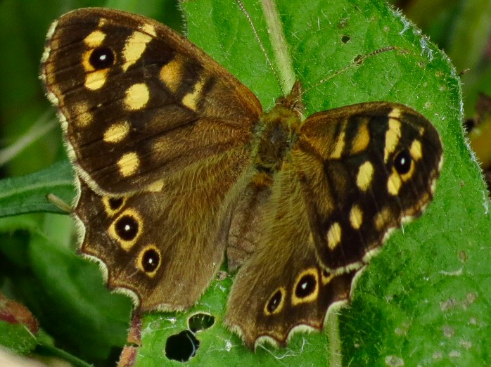 Speckled Wood, Rame, Cornwall