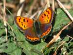 Small Copper - Lundy Hole