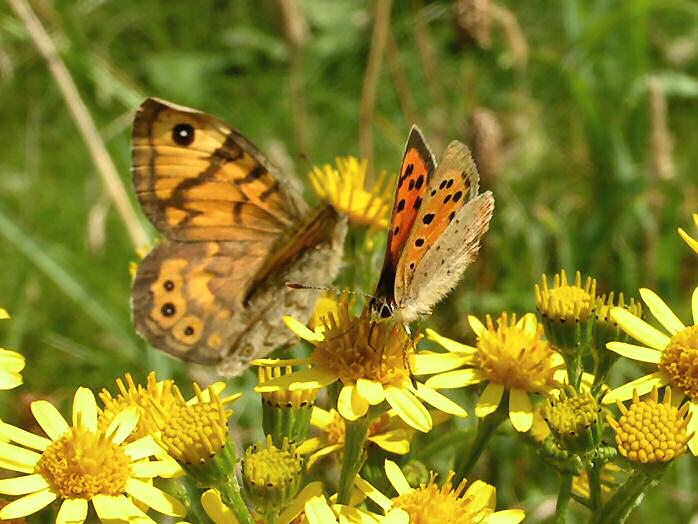Wall Brown and Small Copper, glebe cliffs