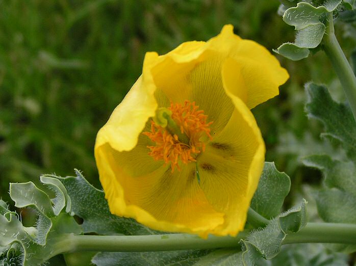 Yellow Horned Poppy, Slapton sands