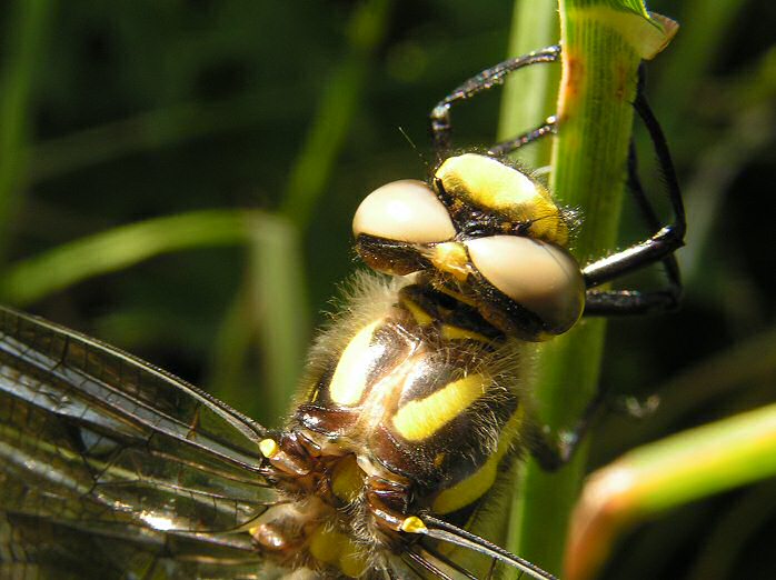 Golden-ringed Dragonfly, Slapton Ley