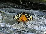 Cream-Spot Tiger Moths