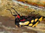 Cream-Spot Tiger Moth