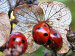 Ladybirds, Cotehele Gardens