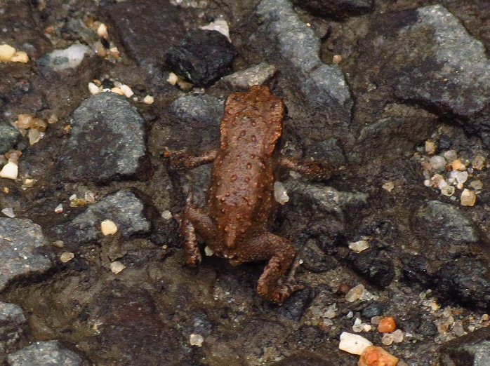 Common Frog - Burrator, Dartmoor