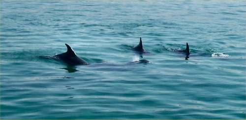 Cornish Dolphins